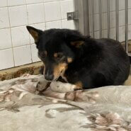 1歳から2歳の男の子家族に迎えて下さい