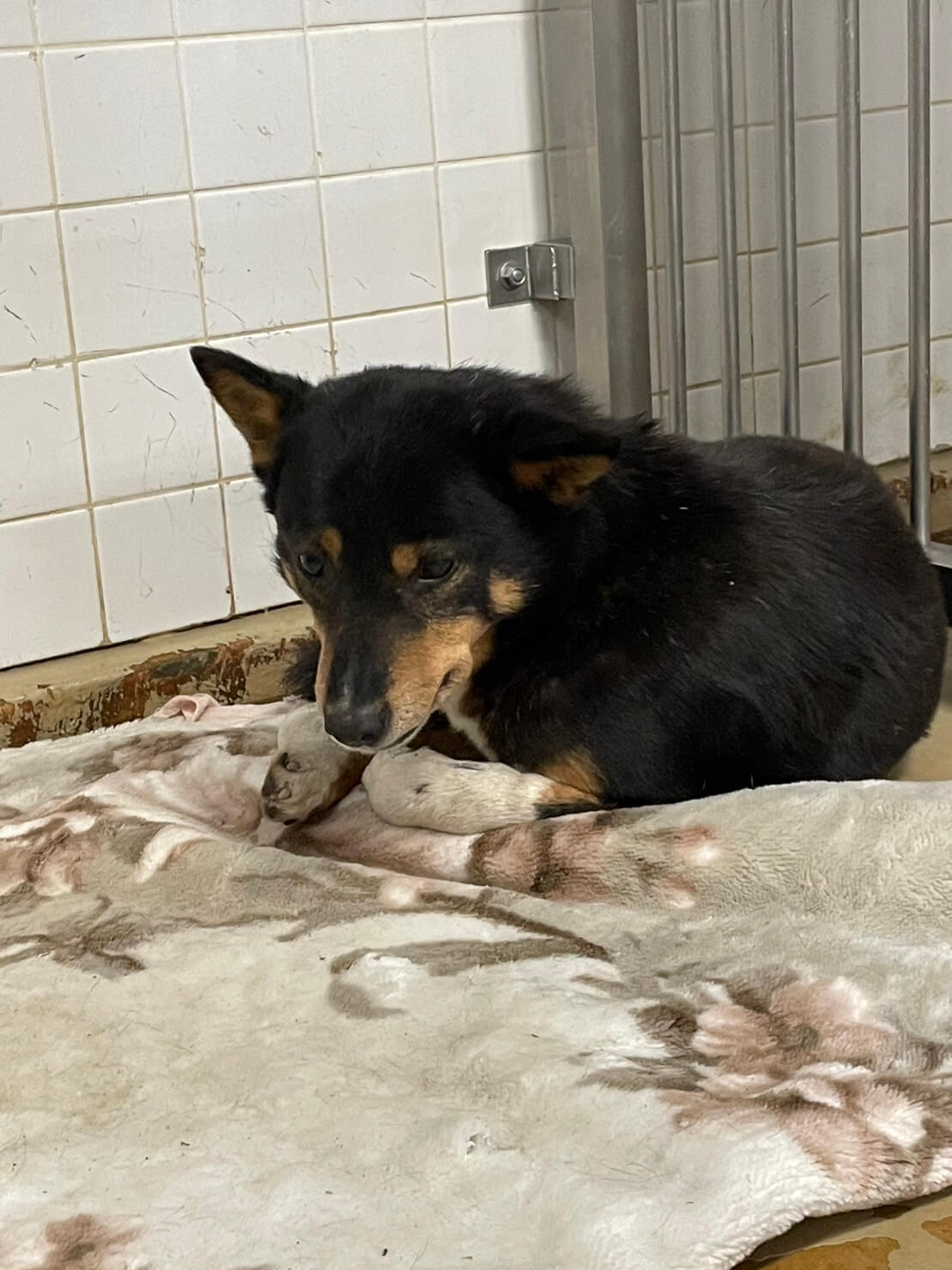 1歳から2歳の男の子家族に迎えて下さい