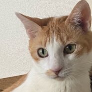 スリスリ甘えん坊の美人さん