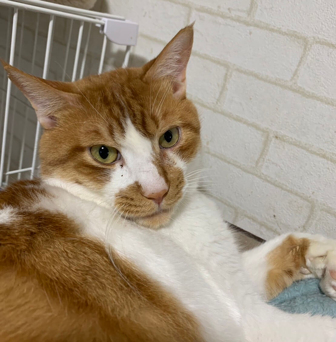 おっきい猫好き集合！甘々ボブくん