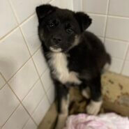 まだ幼い感じの子です。幸せ待ってます。