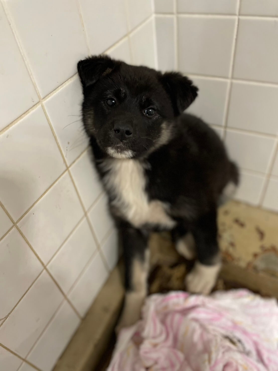 まだ幼い感じの子です。幸せ待ってます。