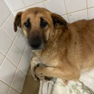 優しい目をしてます。助けて下さい