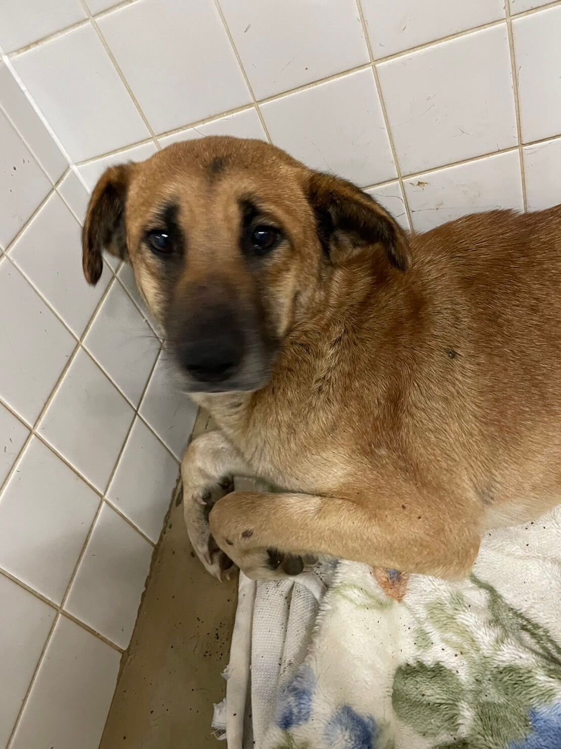 優しい目をしてます。助けて下さい