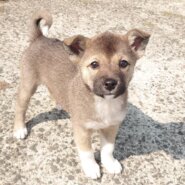 【保健所レスキュー】チワワMIX風な あかねちゃん