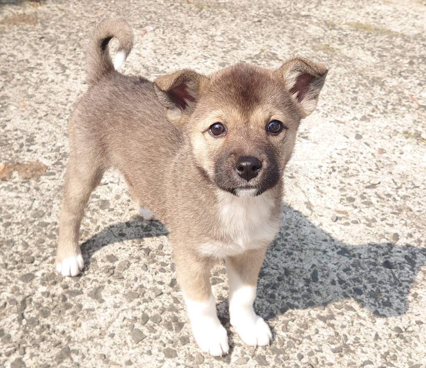 【保健所レスキュー】チワワMIX風な あかねちゃん