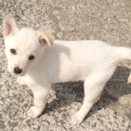 【保健所レスキュー】チワワMIX風な こみつちゃん