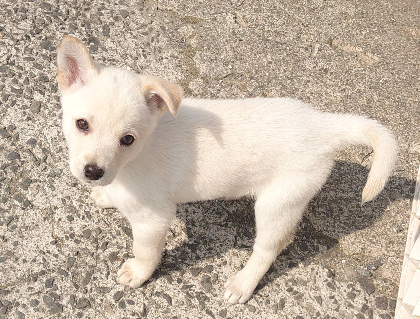 【保健所レスキュー】チワワMIX風な こみつちゃん