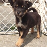 【保健所レスキュー】チワワMIX風な あずさちゃん