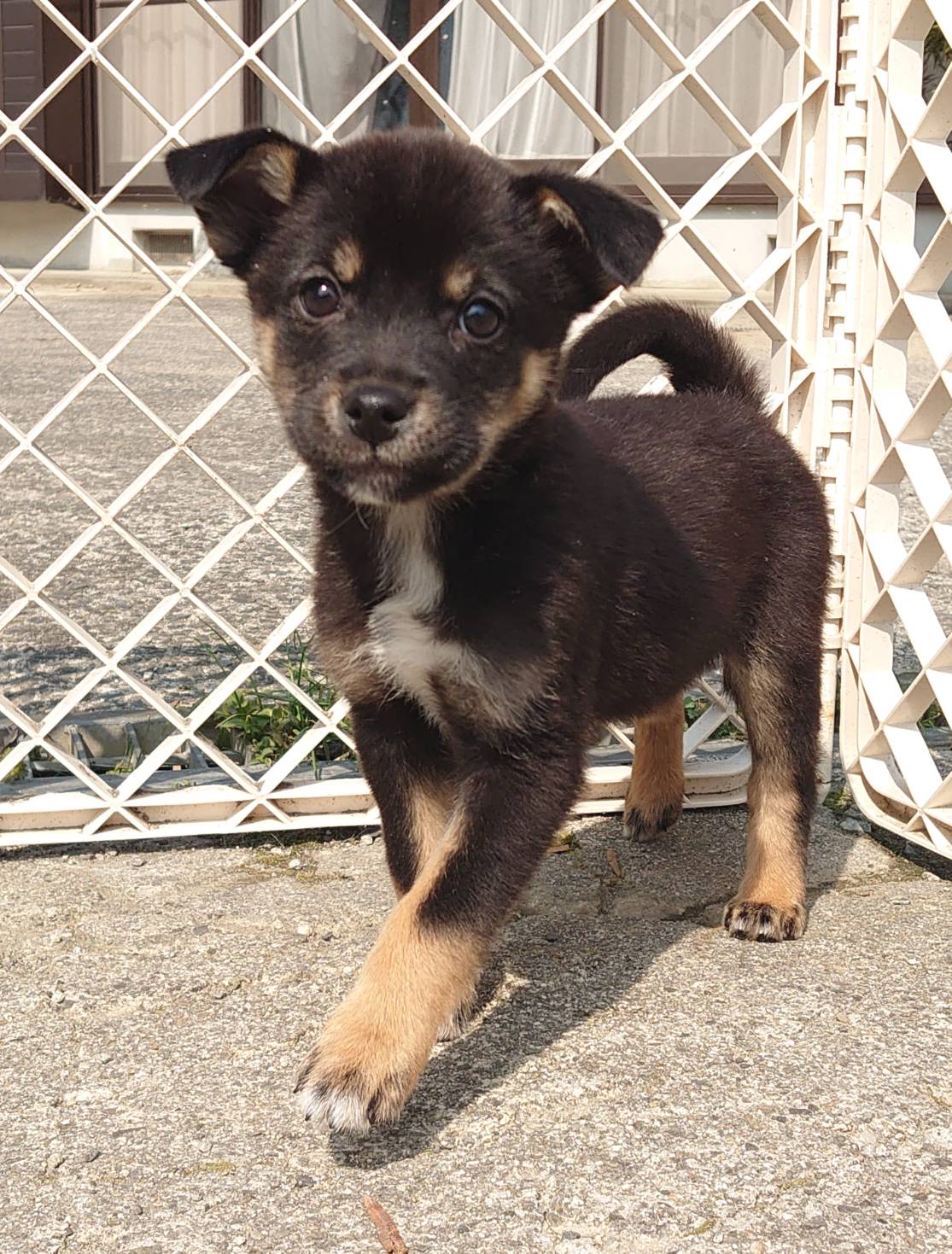 【保健所レスキュー】チワワMIX風な あずさちゃん