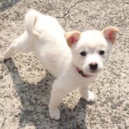 【保健所レスキュー】チワワMIX風な ほのかちゃん