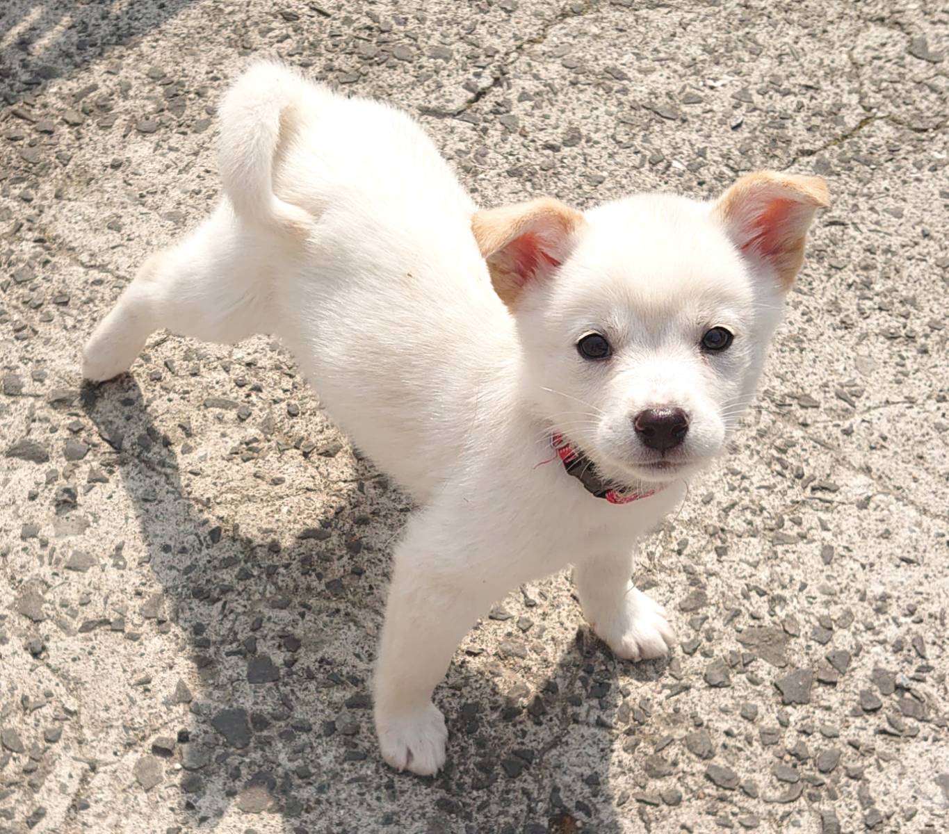 【保健所レスキュー】チワワMIX風な ほのかちゃん