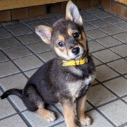 【保健所レスキュー】チワワMIX風な むつくん