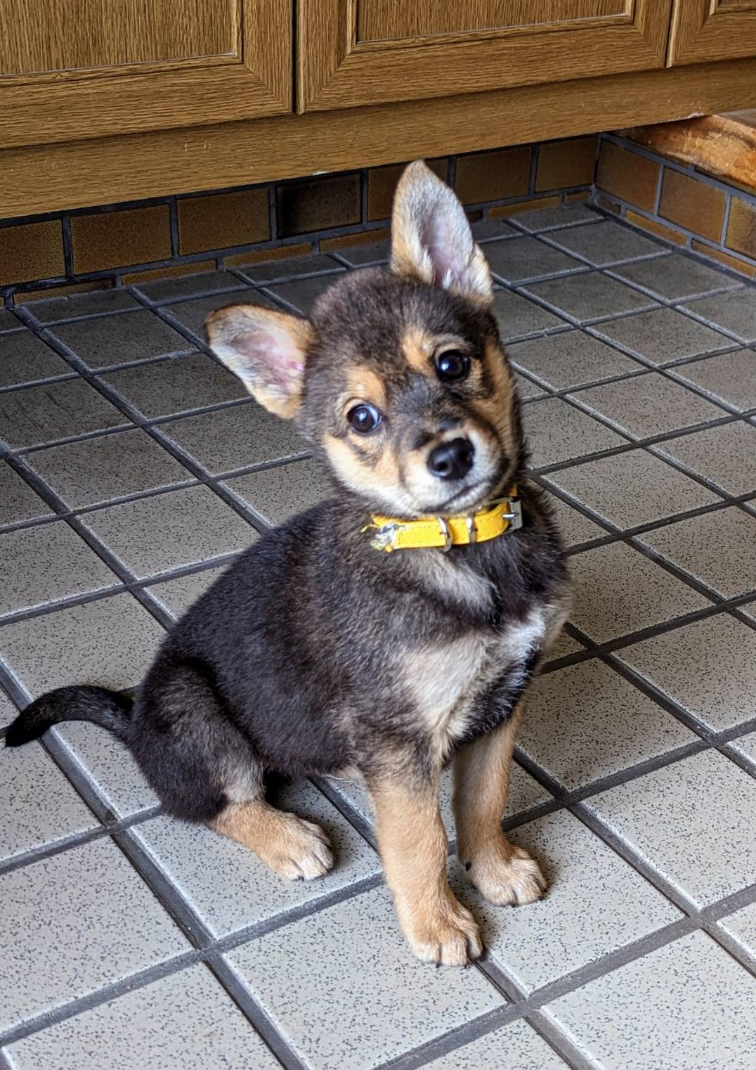 【保健所レスキュー】チワワMIX風な むつくん