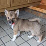 【保健所レスキュー】チワワMIX風な おうりんくん