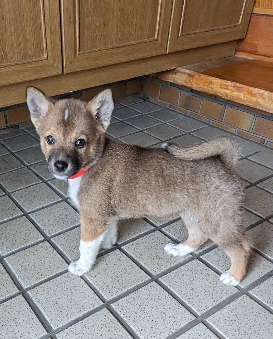 【保健所レスキュー】チワワMIX風な おうりんくん