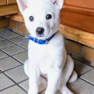 【保健所レスキュー】チワワMIX風な つがるくん