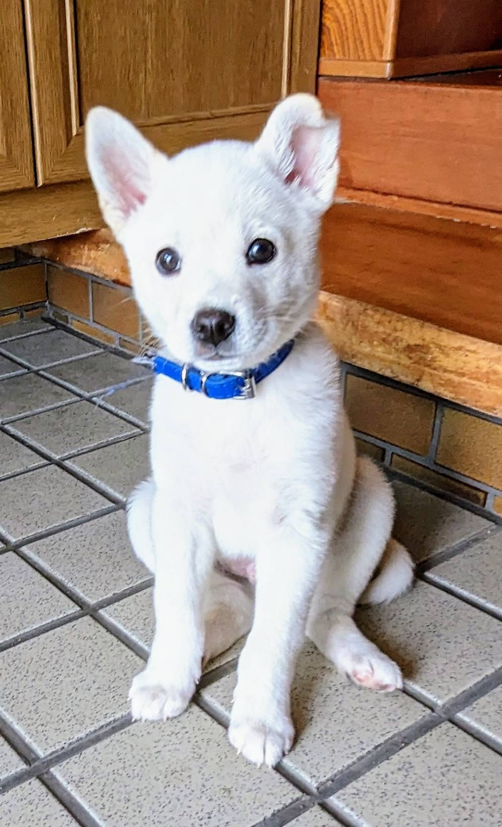 【保健所レスキュー】チワワMIX風な つがるくん