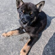 【保健所レスキュー】チワワMIX風な ふじくん