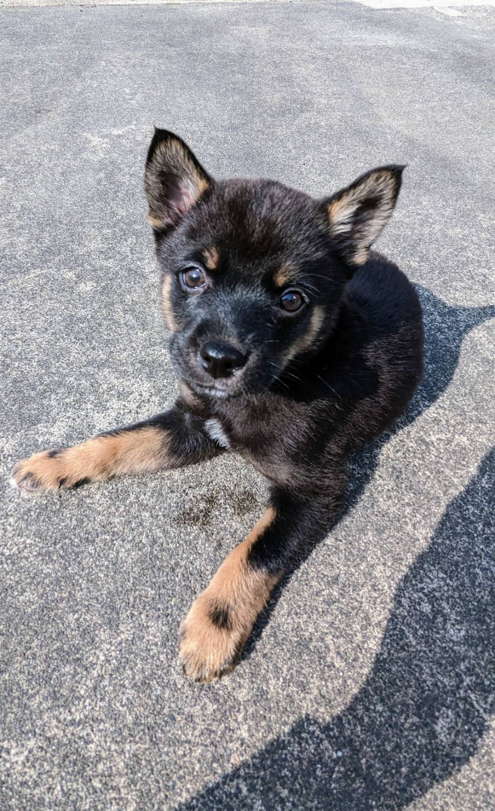 【保健所レスキュー】チワワMIX風な ふじくん