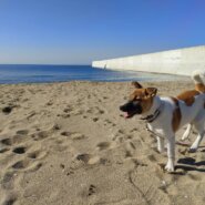 生後５ヶ月くらいの子犬です家族に迎えて下さい