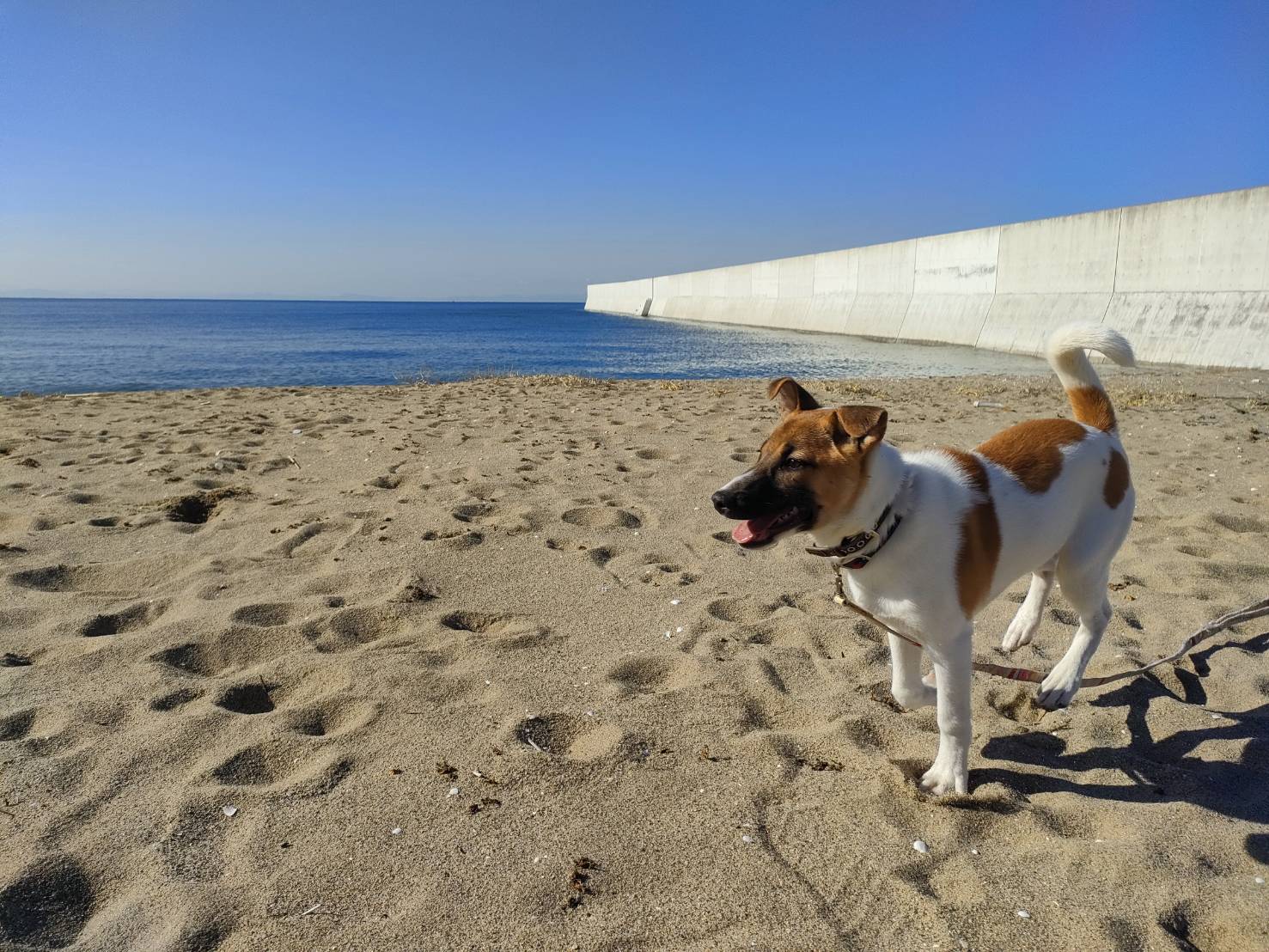 生後５ヶ月くらいの子犬です家族に迎えて下さい