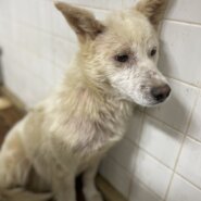 期限間近です助けて下さい