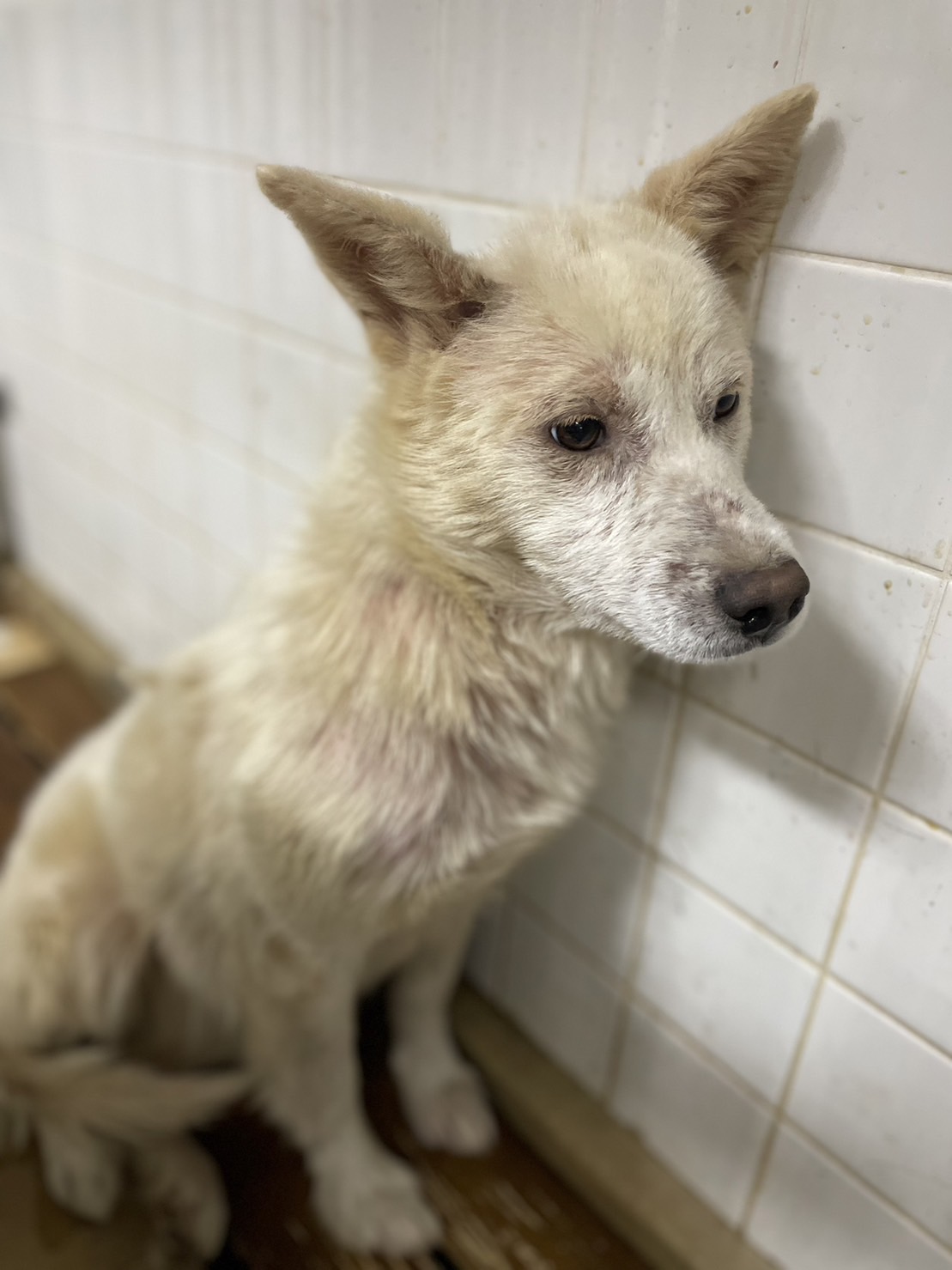 期限間近です助けて下さい