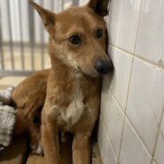 期限近い子です助けて下さい