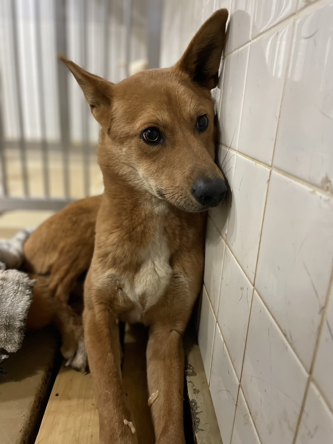 期限近い子です助けて下さい