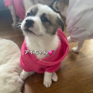 竹藪から保護しました小さい身体で一生懸命生きて来ました