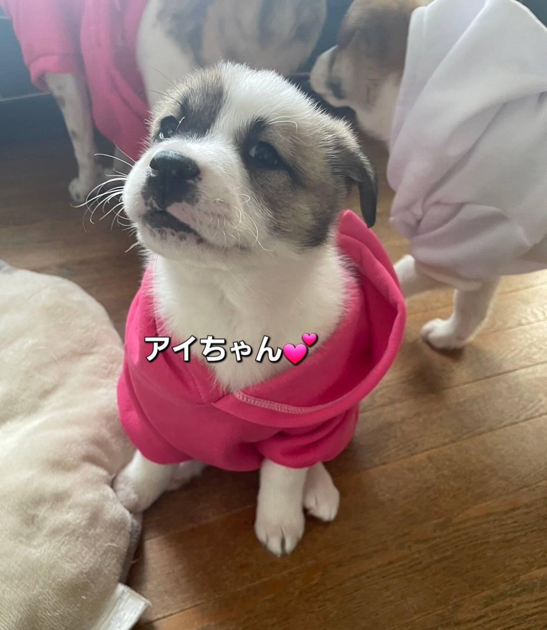 竹藪から保護しました小さい身体で一生懸命生きて来ました