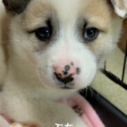 兄弟で保護されましたまだ子犬です