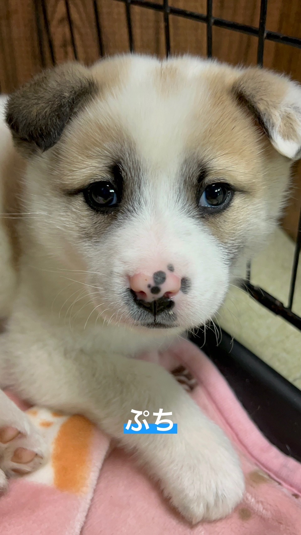 兄弟で保護されましたまだ子犬です