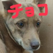 まだ子犬です