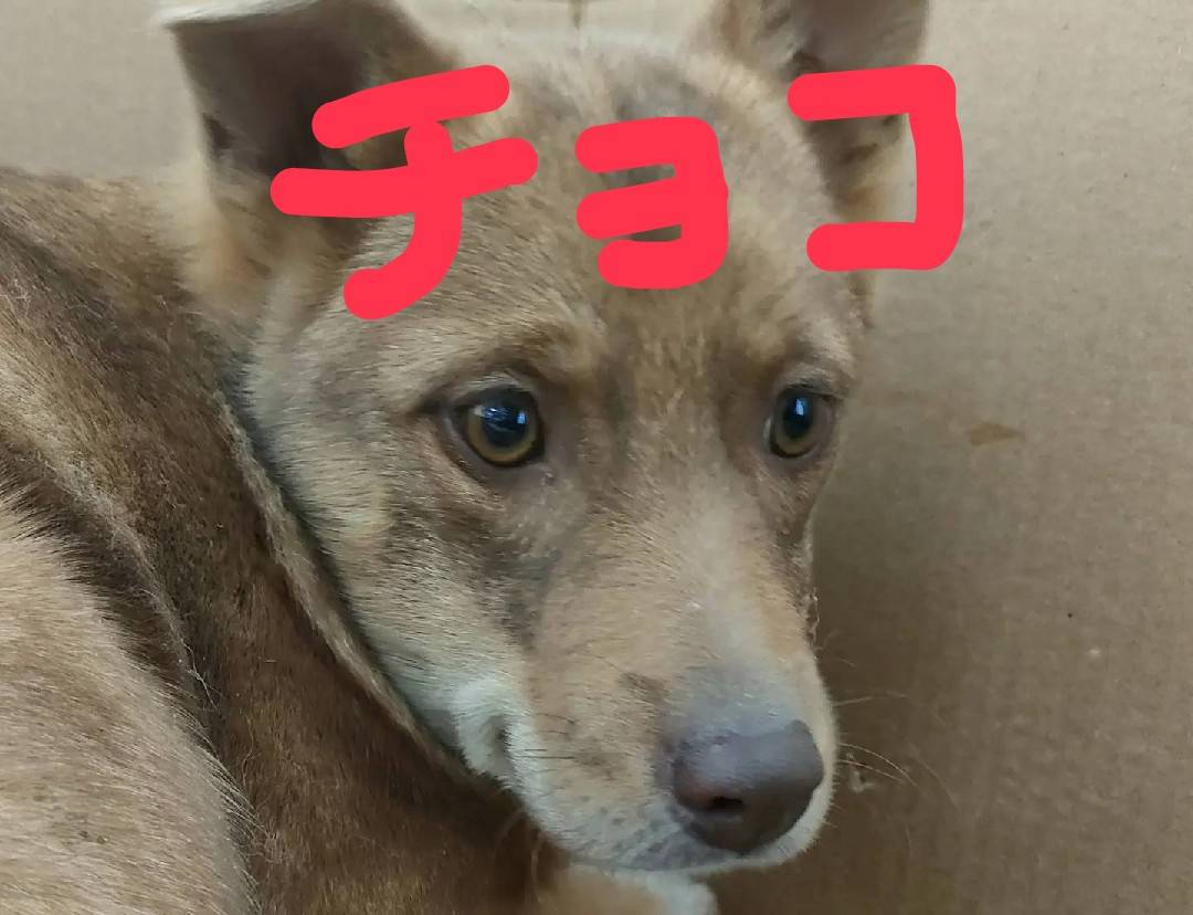 まだ子犬です