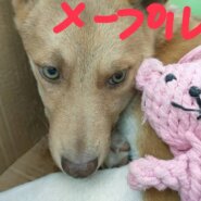 姉妹で捕獲されましたまだ子犬です
