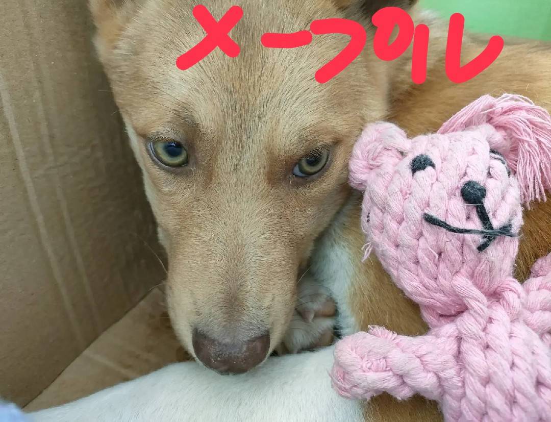 姉妹で捕獲されましたまだ子犬です