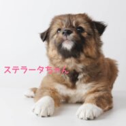 性格花丸の女の子【ステラータちゃん】