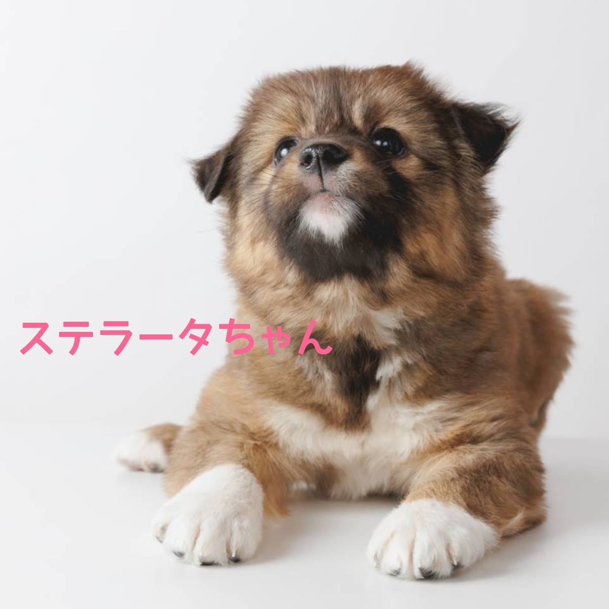 性格花丸の女の子【ステラータちゃん】