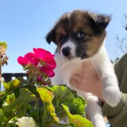 ワンコだらけの譲渡会