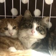 生後8ヶ月くらいの兄弟