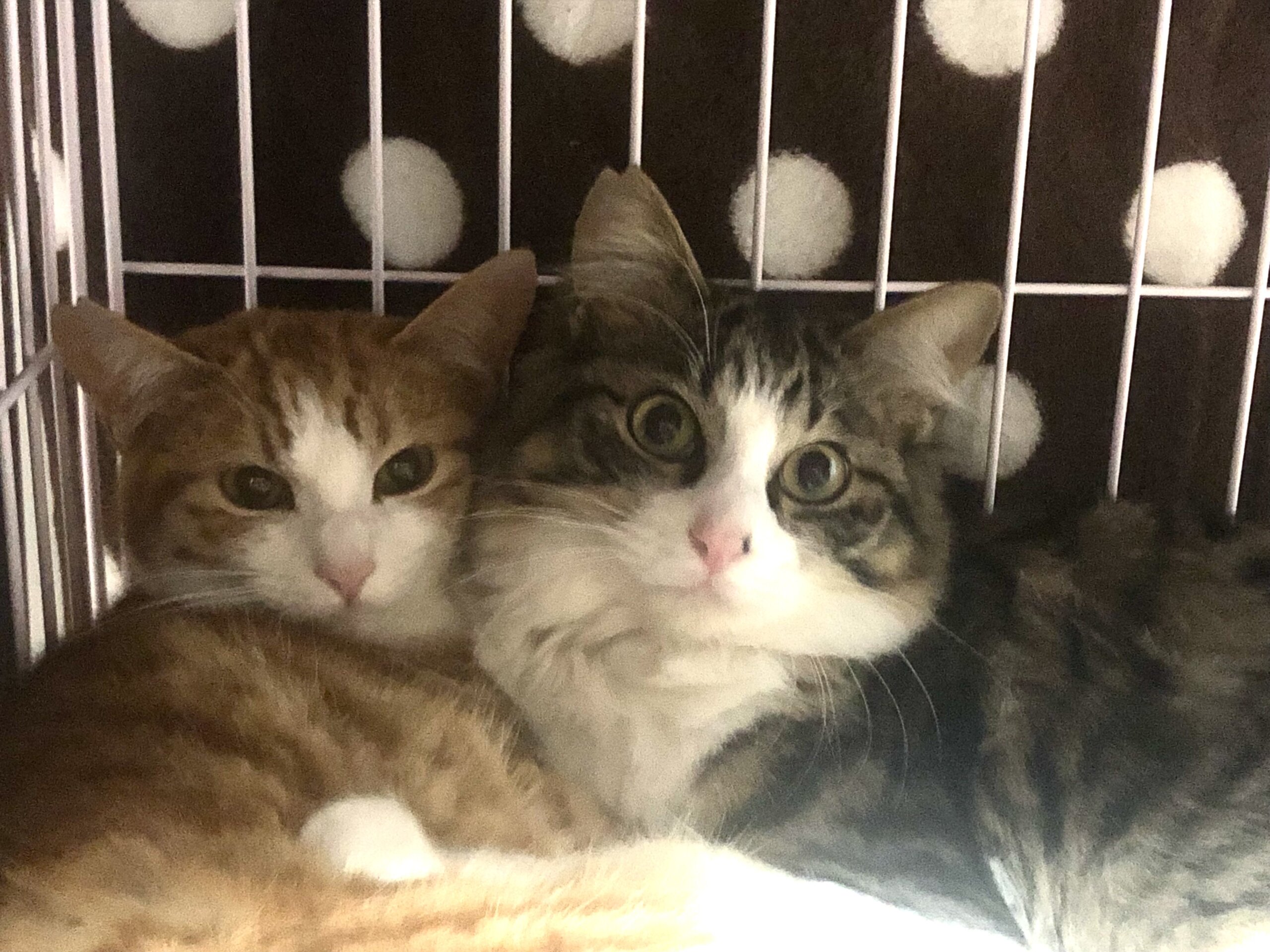 生後8ヶ月くらいの兄弟