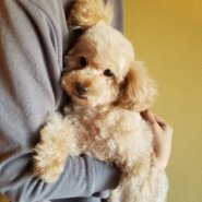 トイプードル　No.81