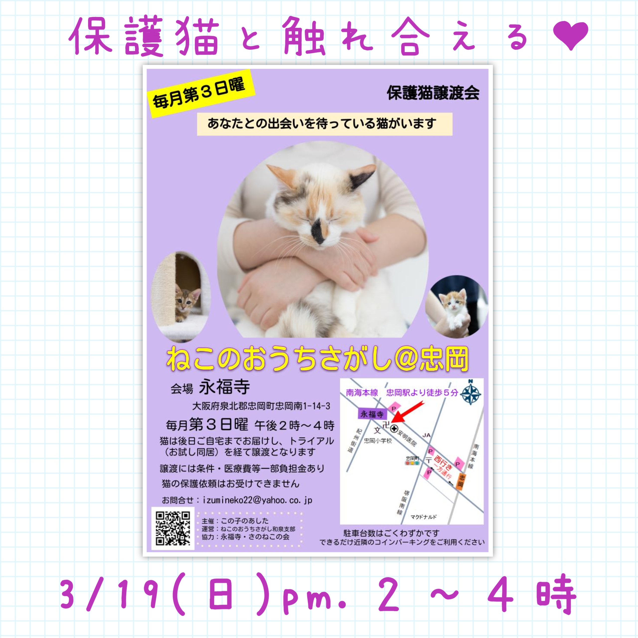 【蚊帳で触れ合う譲渡会】第15回ねこのおうちさがし＠忠岡