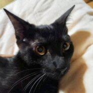 健康ハナマル！甘えん坊黒猫のぎゅーちゃん