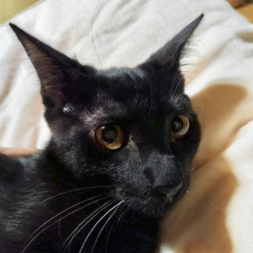 健康ハナマル！甘えん坊黒猫のぎゅーちゃん