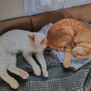 生後９ヶ月前後の子猫（男の子）