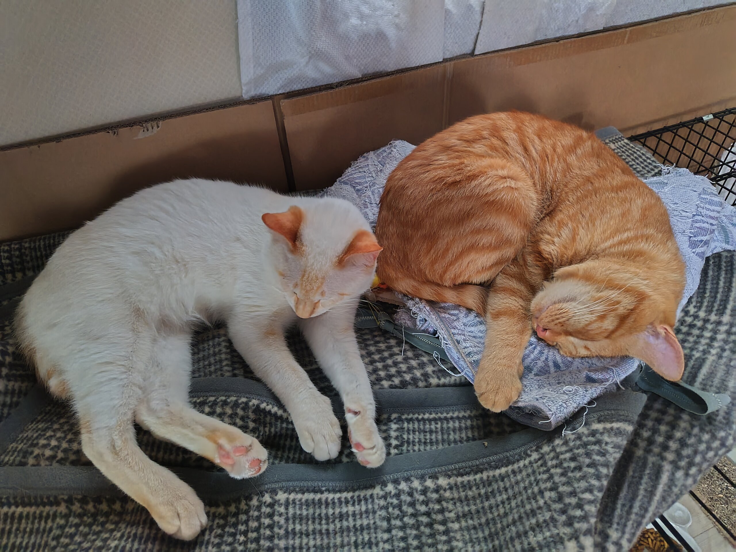 生後９ヶ月前後の子猫（男の子）