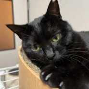 1歳3ヶ月　黒猫女の子